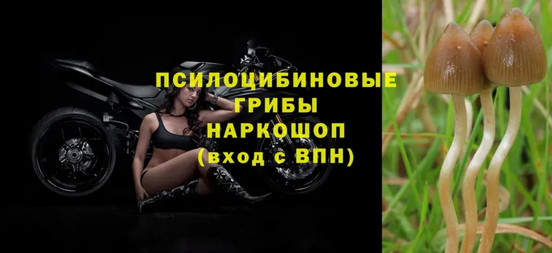 Псилоцибиновые грибы Psilocybe  где купить наркотик  Коломна 